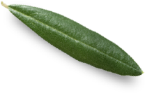leafimage